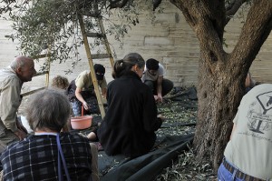 Picking through the olives. Photo by ELLEN DAVIDSON