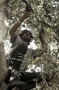 MIlad up in the tree. Photo by ELLEN DAVIDSON