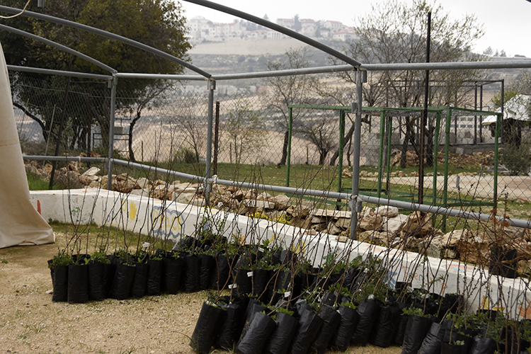 Trees ready for planting. Daoud says that for every tree the settlers uproot, they try to plant two replacements. PHOTO: ELLEN DAVIDSON